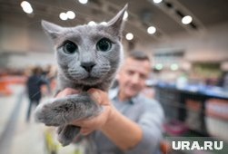     Эта кошка не только красива, но и обладает сдержанным, интеллигентным характером Bernd Thissen / dpa / Global Look Press