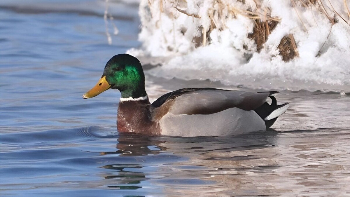     Источник: Пресс-служба управления охотничьего хозяйства правительства Хабаровского края