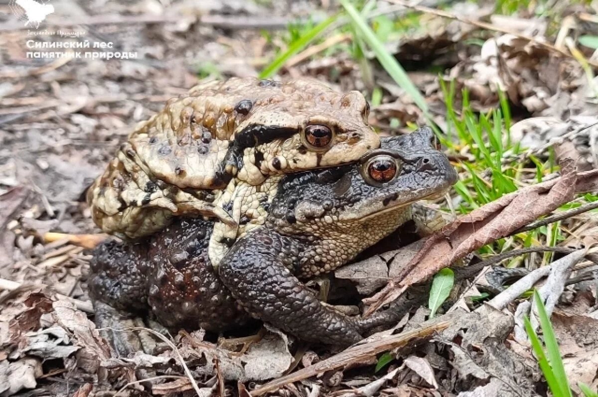    В Хабаровском крае начались «жабьи свадьбы»