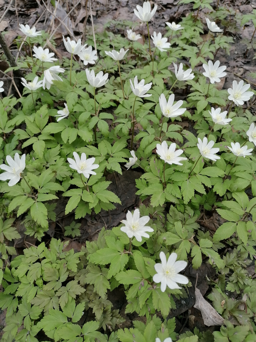 Ветренница. Уральский подснежник