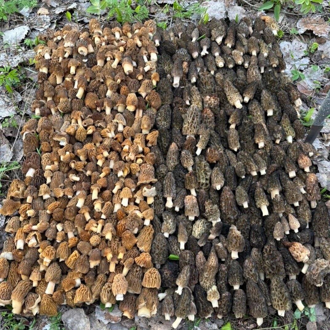    Фото: "Грибы и Грибники СПб"