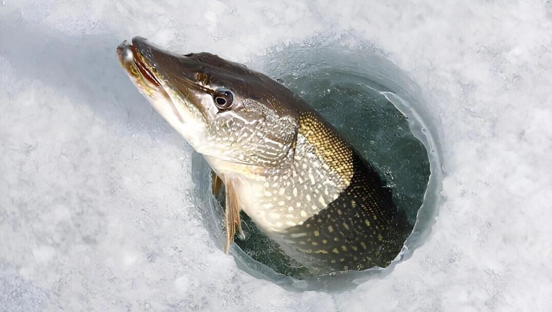     Источник: Росрыболовство