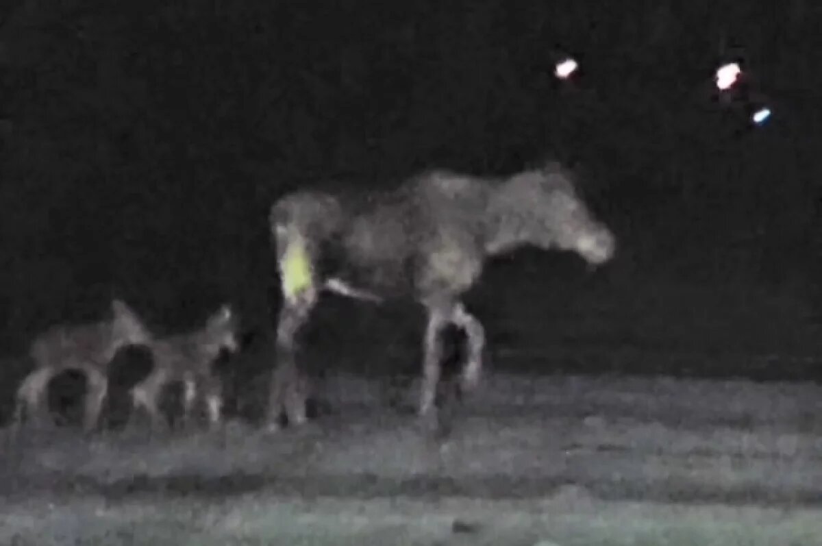    Тюменский блогер рассказал о внезапной встрече с дикими лосями на трассе