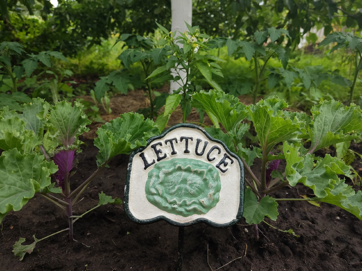 Капуста - декоративная