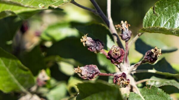    © РИА Новости Крым