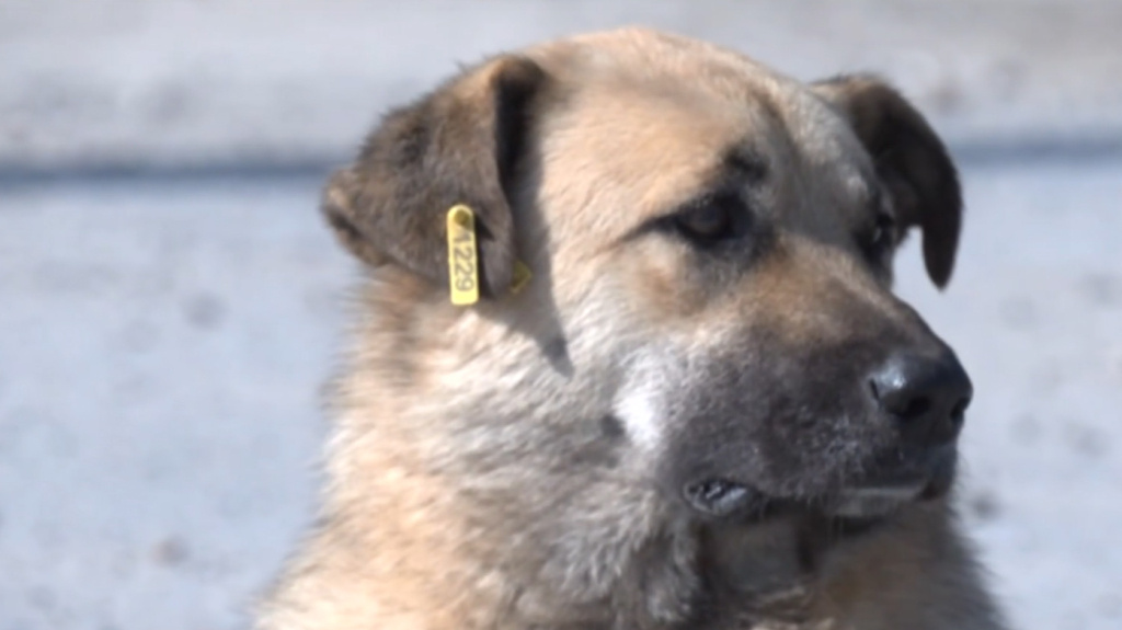    Югра не присоединится к регионам, которые разрешили эвтаназию животных