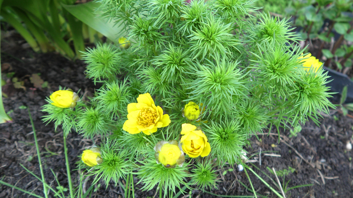 Фото автора канала Дом с кипарисом