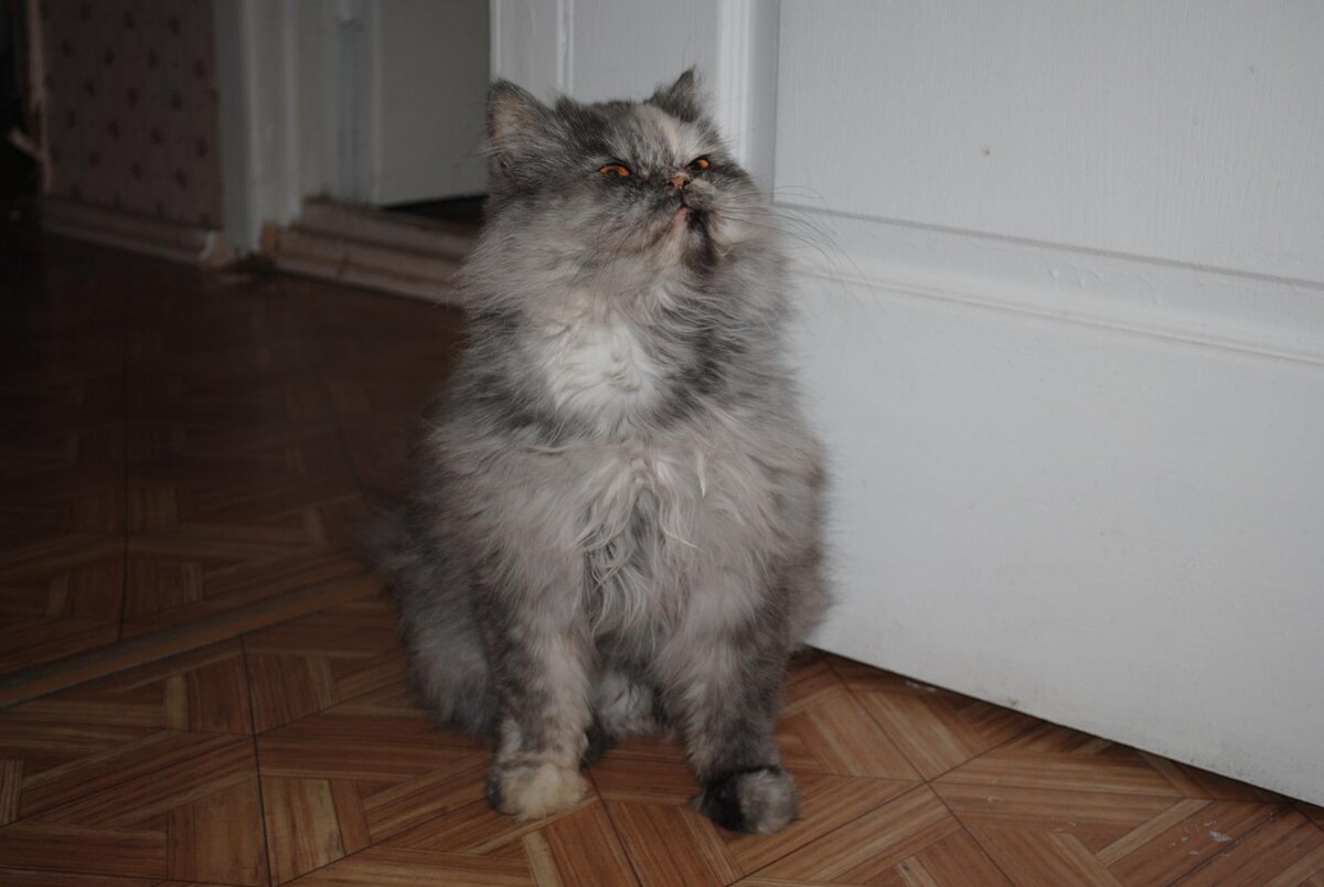 - Папа, я тебя люблю! 