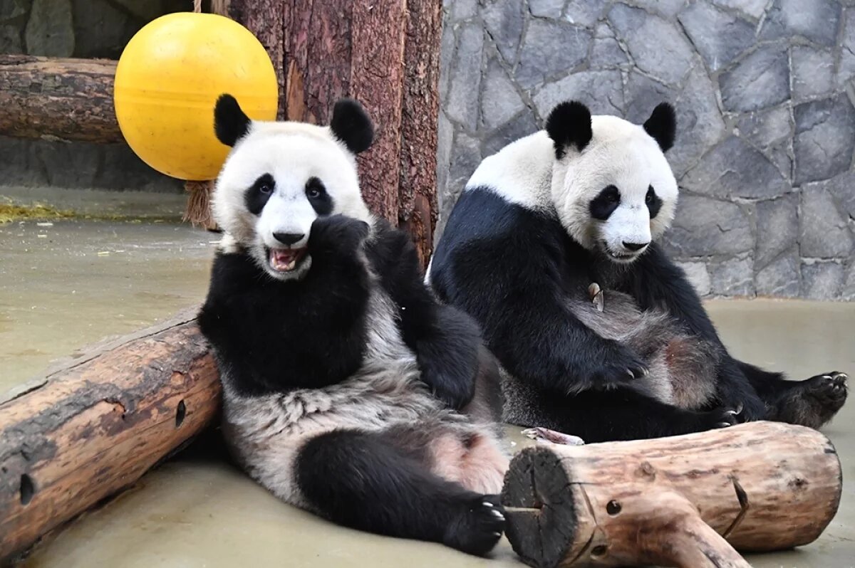    Панды Катюша (слева) и Диндин в вольере Московского зоопарка.