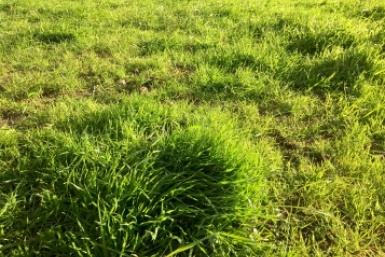 Сорняки погибнут через три часа: нужно всего лишь это средство  📷
