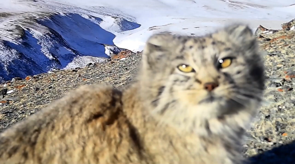    Любопытный манул. Источник: Телеграм-канал Сайлюгемского нацпарка