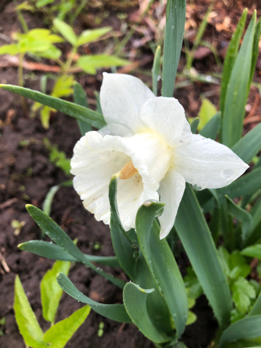 Белый нарцисс