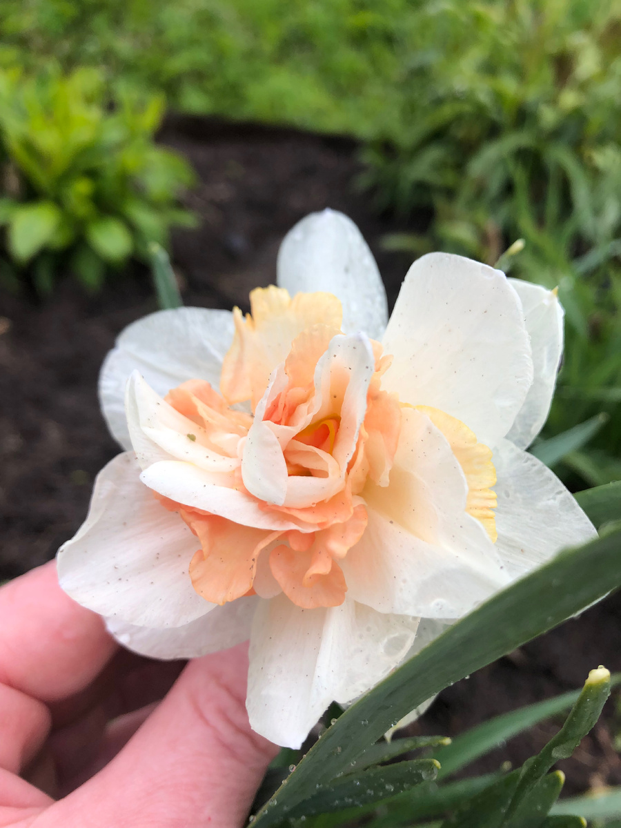 Махровый нарцисс