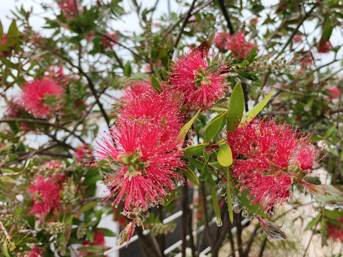 ФТ Сириус, Имеретинская набережная, Каллистемон, середина мая 2025 г.