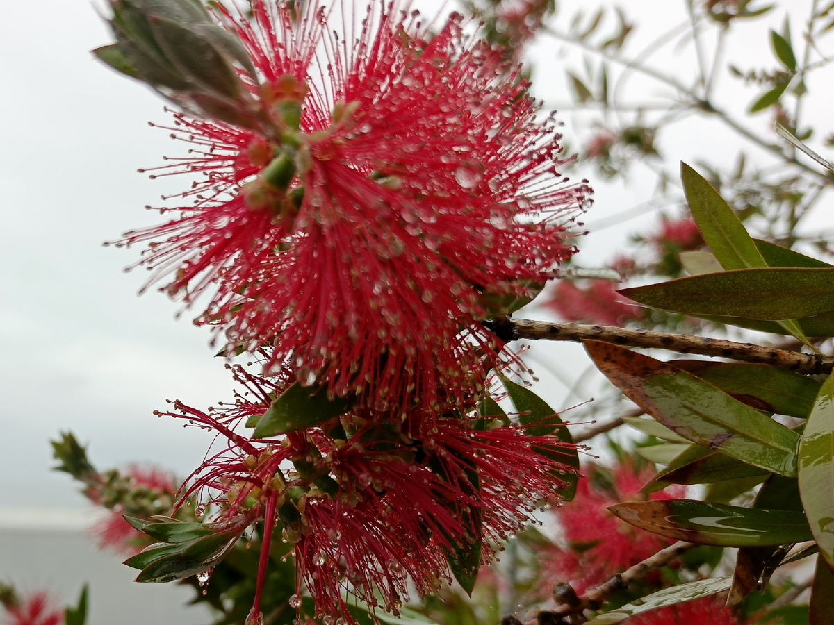 ФТ Сириус, Имеретинская набережная, Каллистемон, середина мая 2025 г.