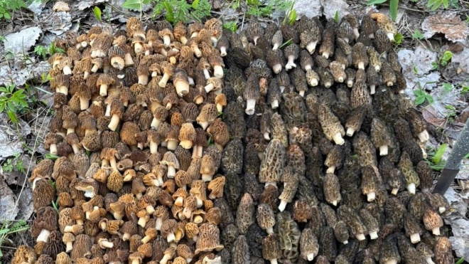 Фото: Kristina Limonchikova, Грибы и Грибники СПб/ВКонтакте