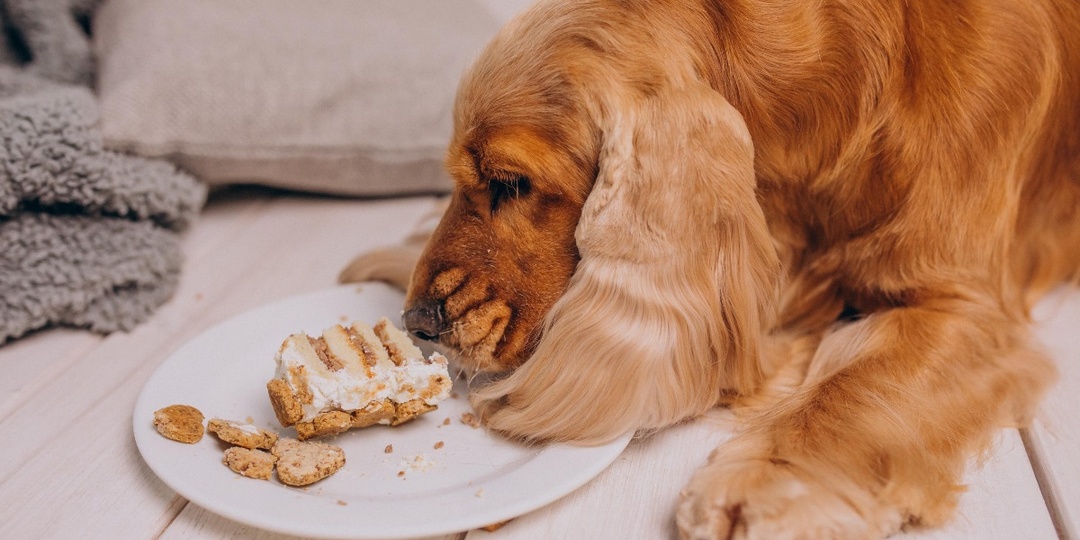 8 простых продуктов, которые могут убить вашу собаку: запомните и никогда не кормите этим питомца