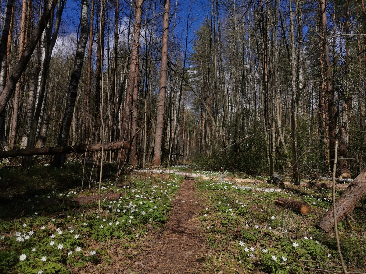 Яндекс Кртинки.