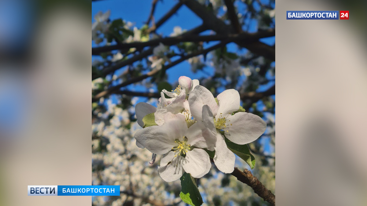    В Башкортостане 14 мая потеплеет до +25
