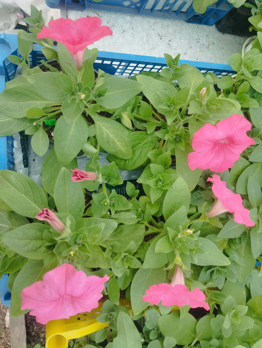 Все 4 петунии сорта Изи вейв коралл риф начали активно цвести! Причем, садила я из уже в феврале, и уже плчеренковала, а не в январе, как первые ампели, 