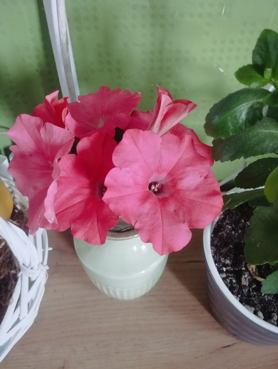 Первый букет из петунек