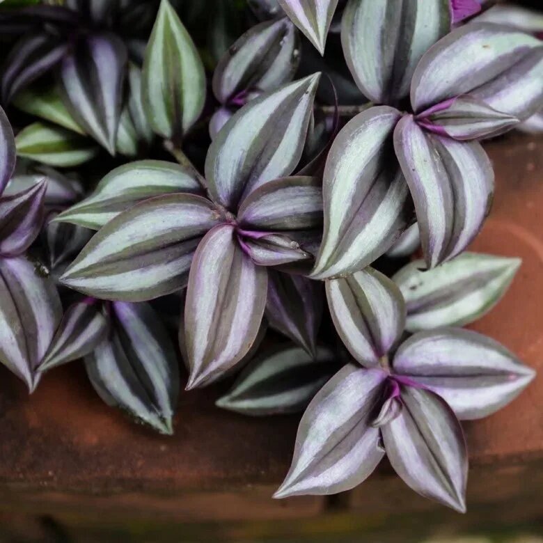 Традесканция зебрина 