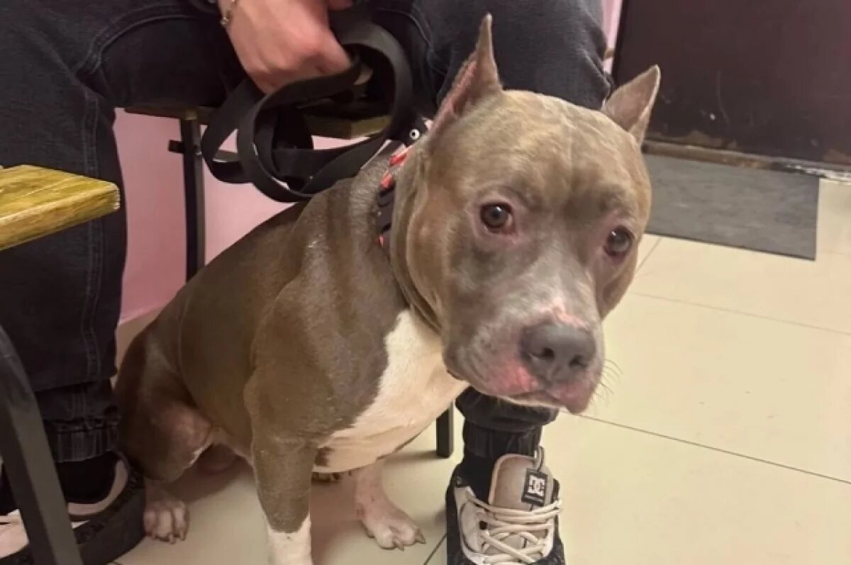    Гилмора пытались усыпить, но он выжил.