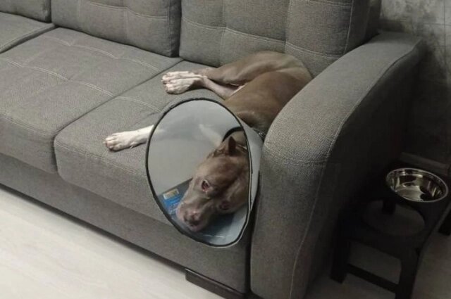    Бывшие хозяева думали, что у Гилмора бешенство. Фото: Предоставлено героем публикации "АиФ-Новосибирск"