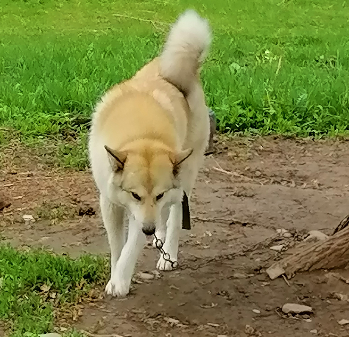 Уже на цепи.