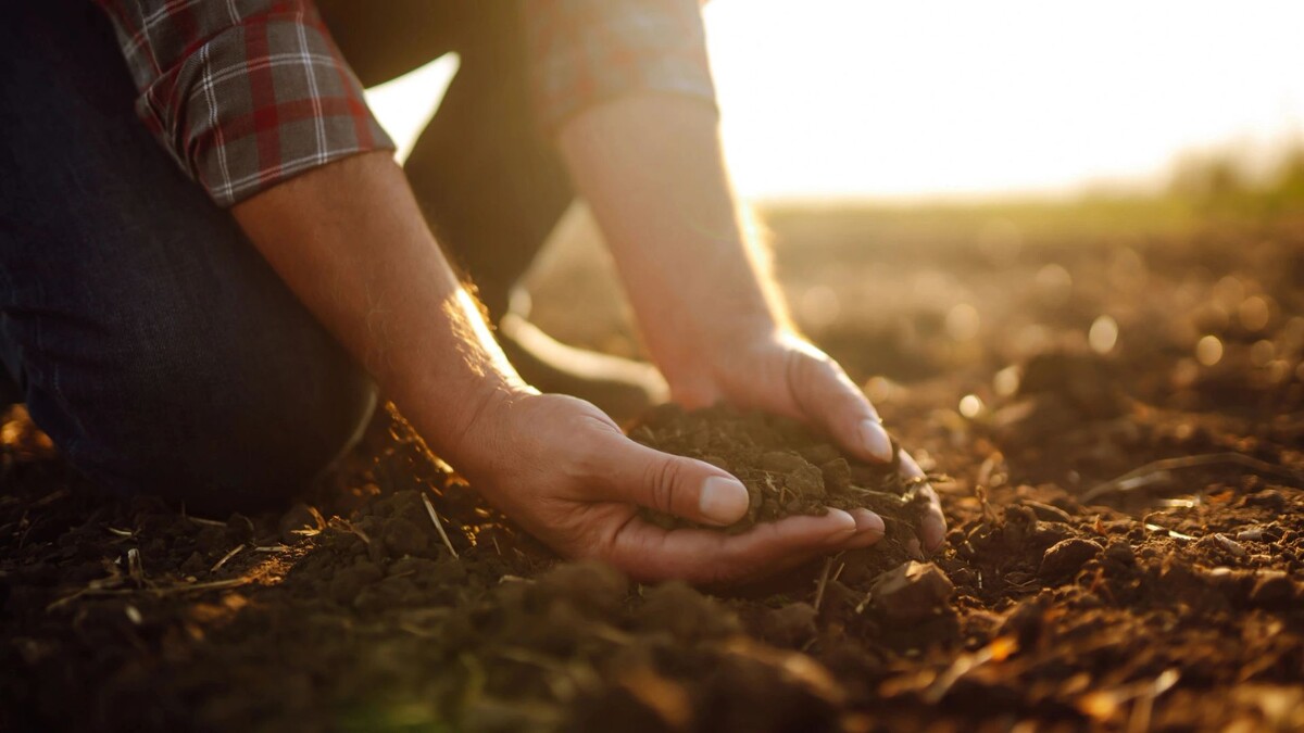    В День Еремея Запашника на Руси начинали засевать поля. Фото: maxbelchenko / Shutterstock / Fotodom