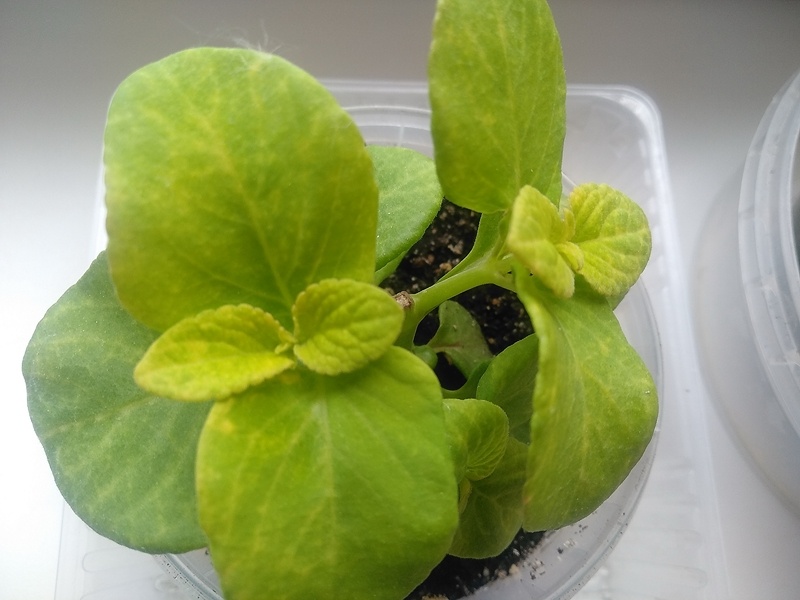 В центре видно мест, где убирала верхнюю часть колеуса