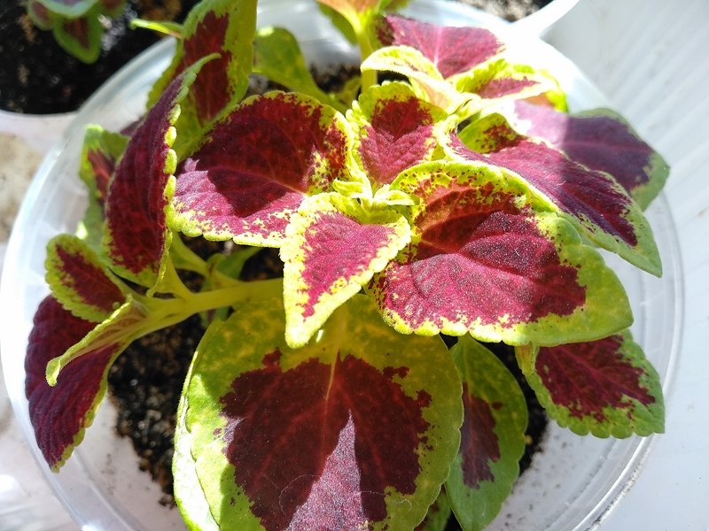 Колеус «Визард алый»