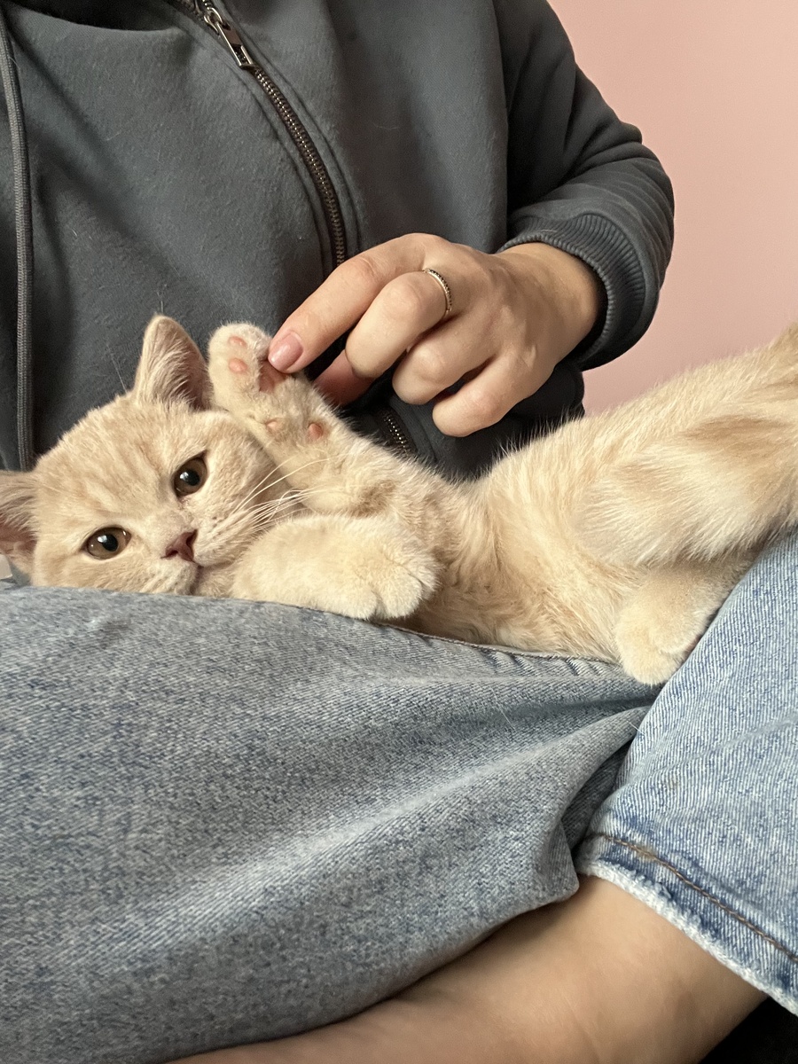 Порой сильная тревога за питомца не помогает ему, она его разрушает 