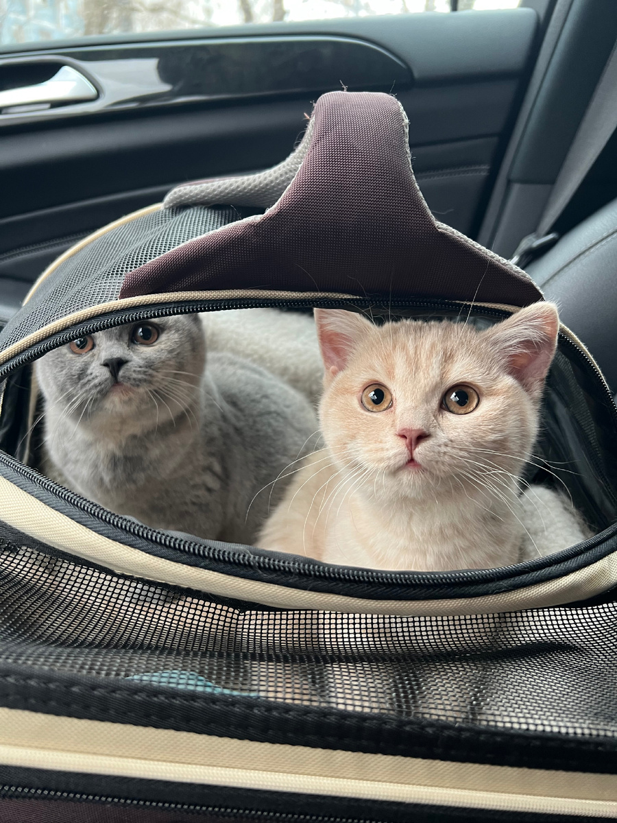 Порой, тревожась о питомце, мы неосознанно избегаем тревог о себе 