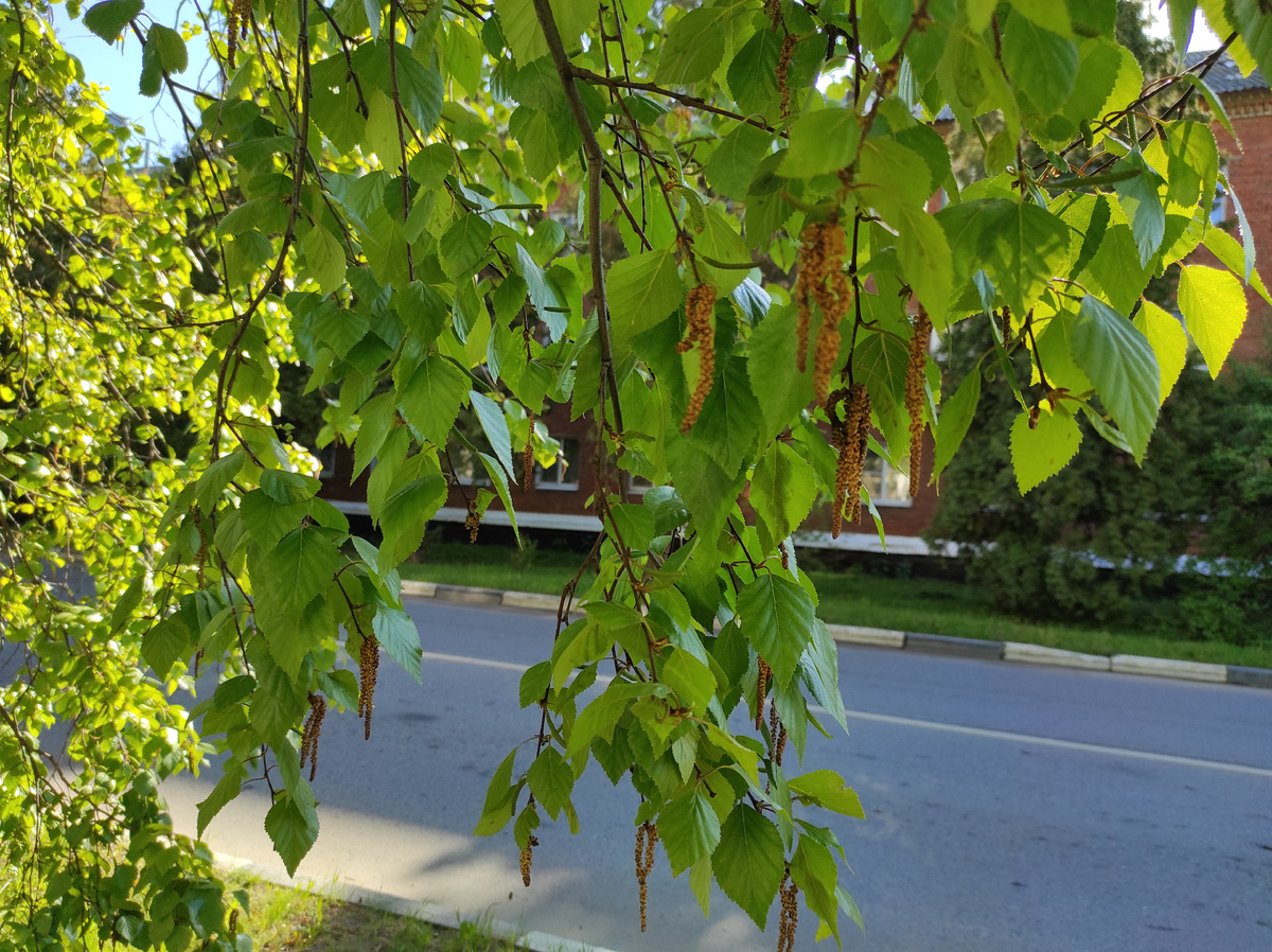 Местами уже всё — берёза отпылила