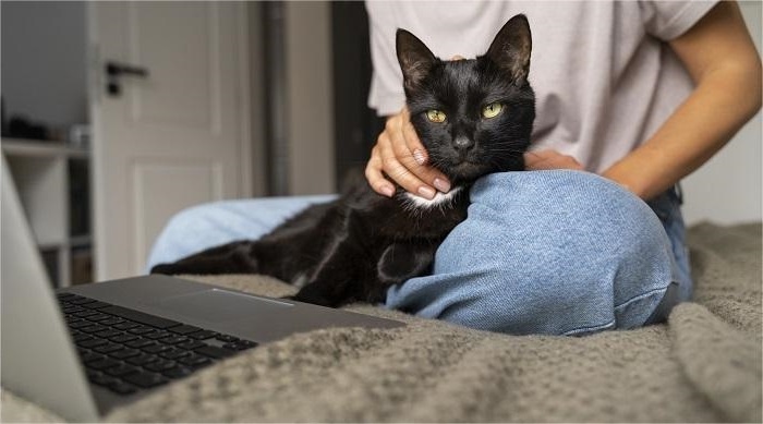 Понятие "гипоаллергенные кошки" верно лишь отчасти