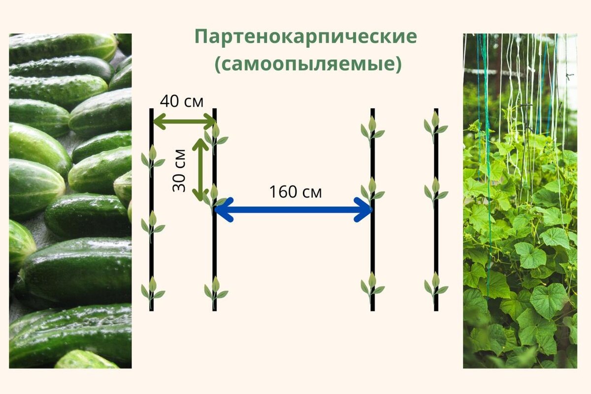     Пресс-служба Донского филиала ФГБУ «ЦОК АПК»