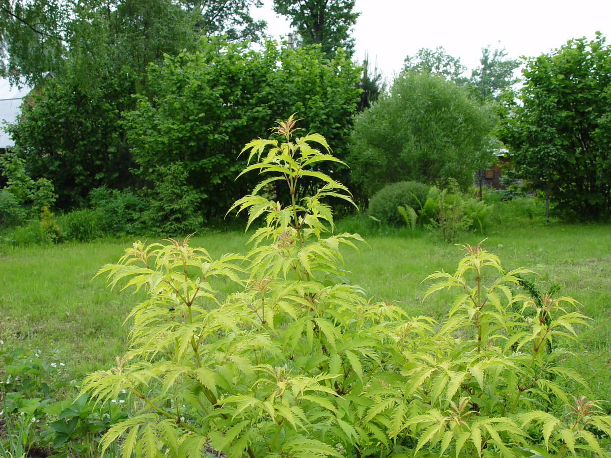    В условиях средней полосы России не все виды бузины достаточно устойчивы