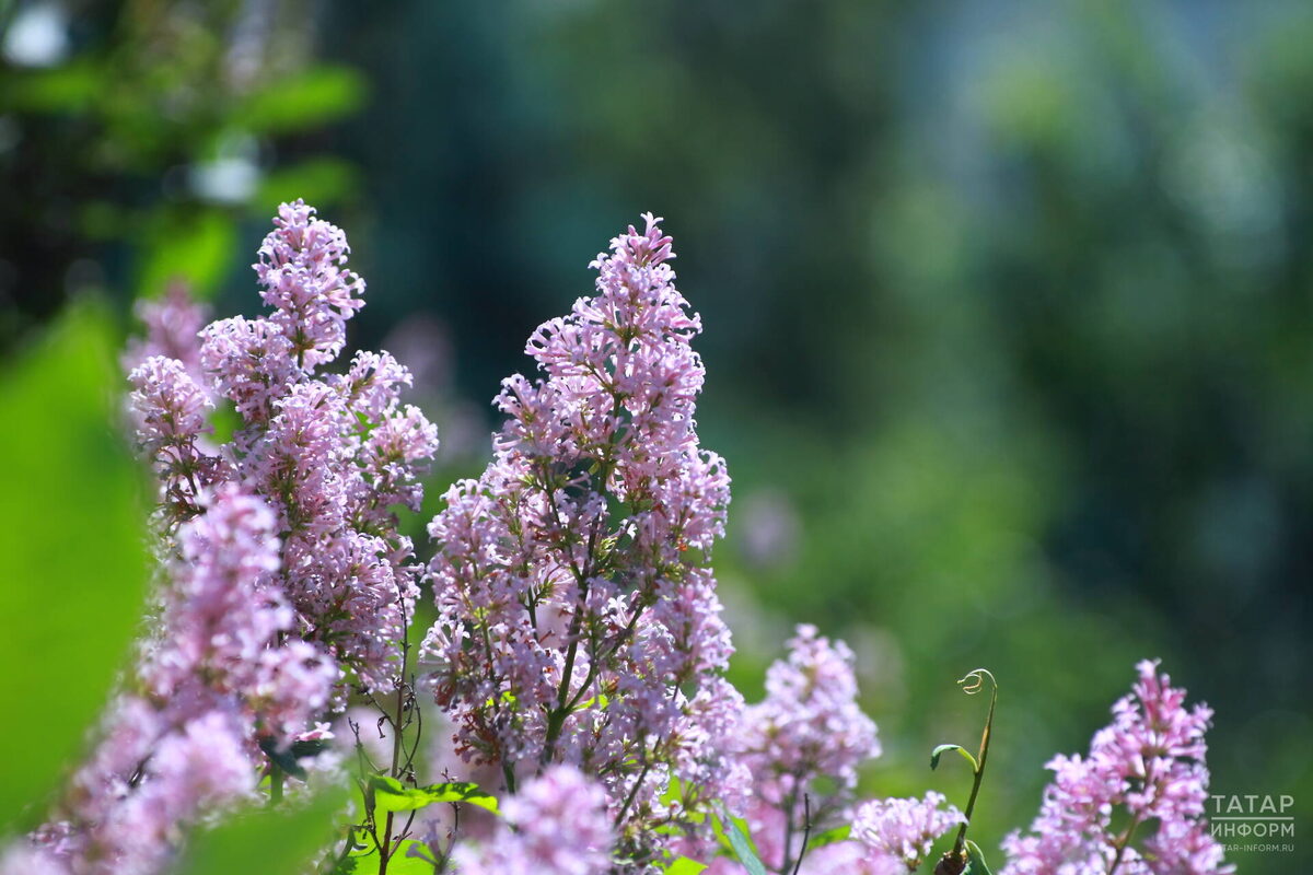 Фото: © «Татар-информ»