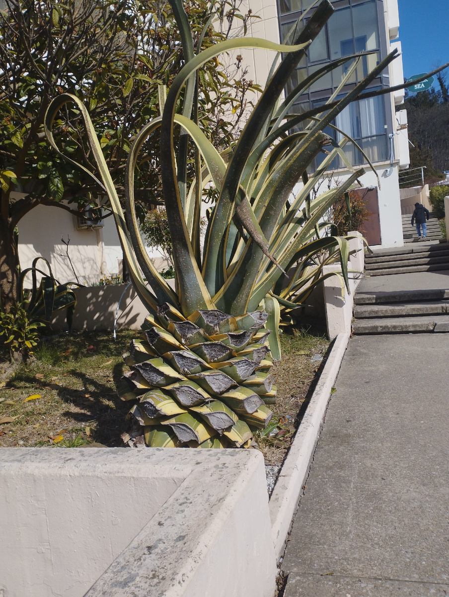 Фото автора, Где-то в Сочи. 