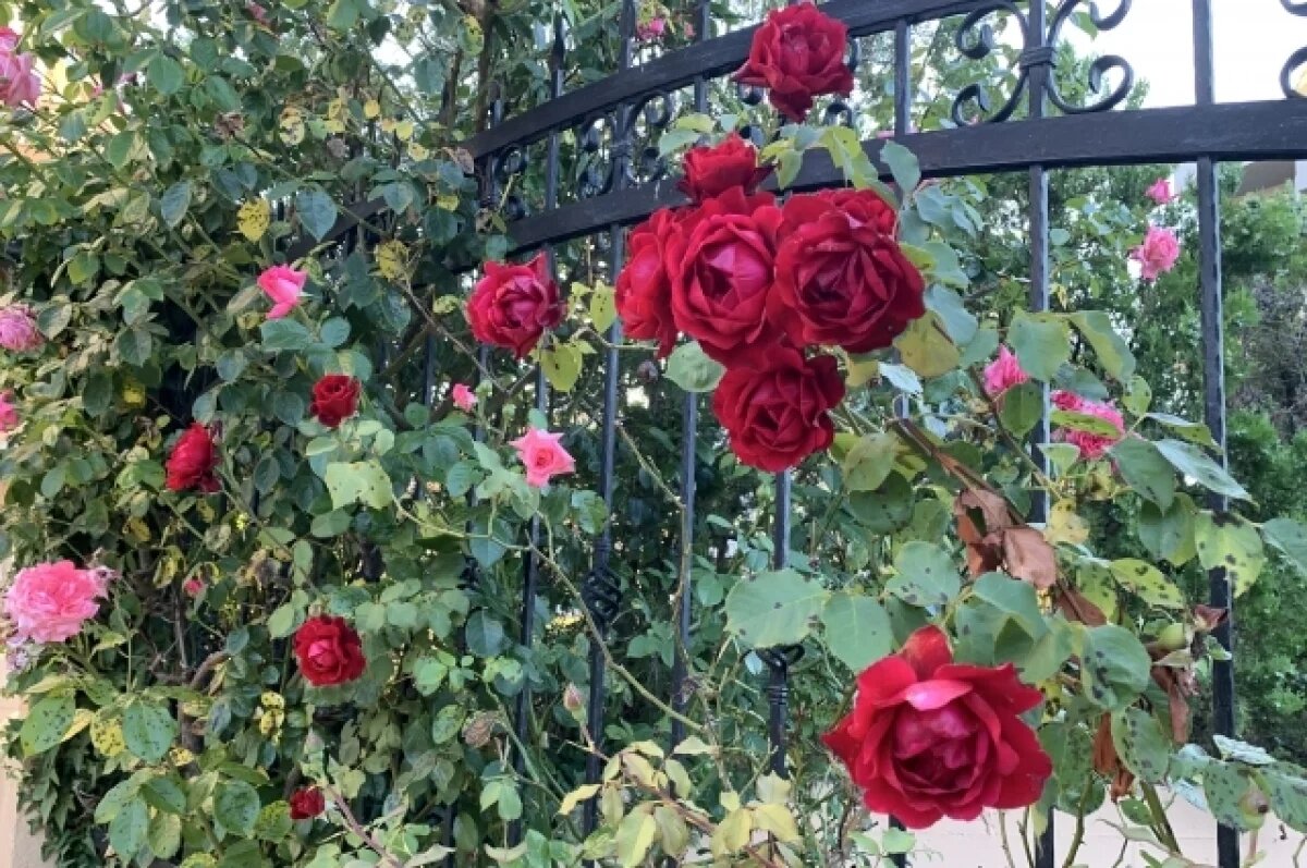    На улицах Саратова высадят клумбы с розами и цинерарией