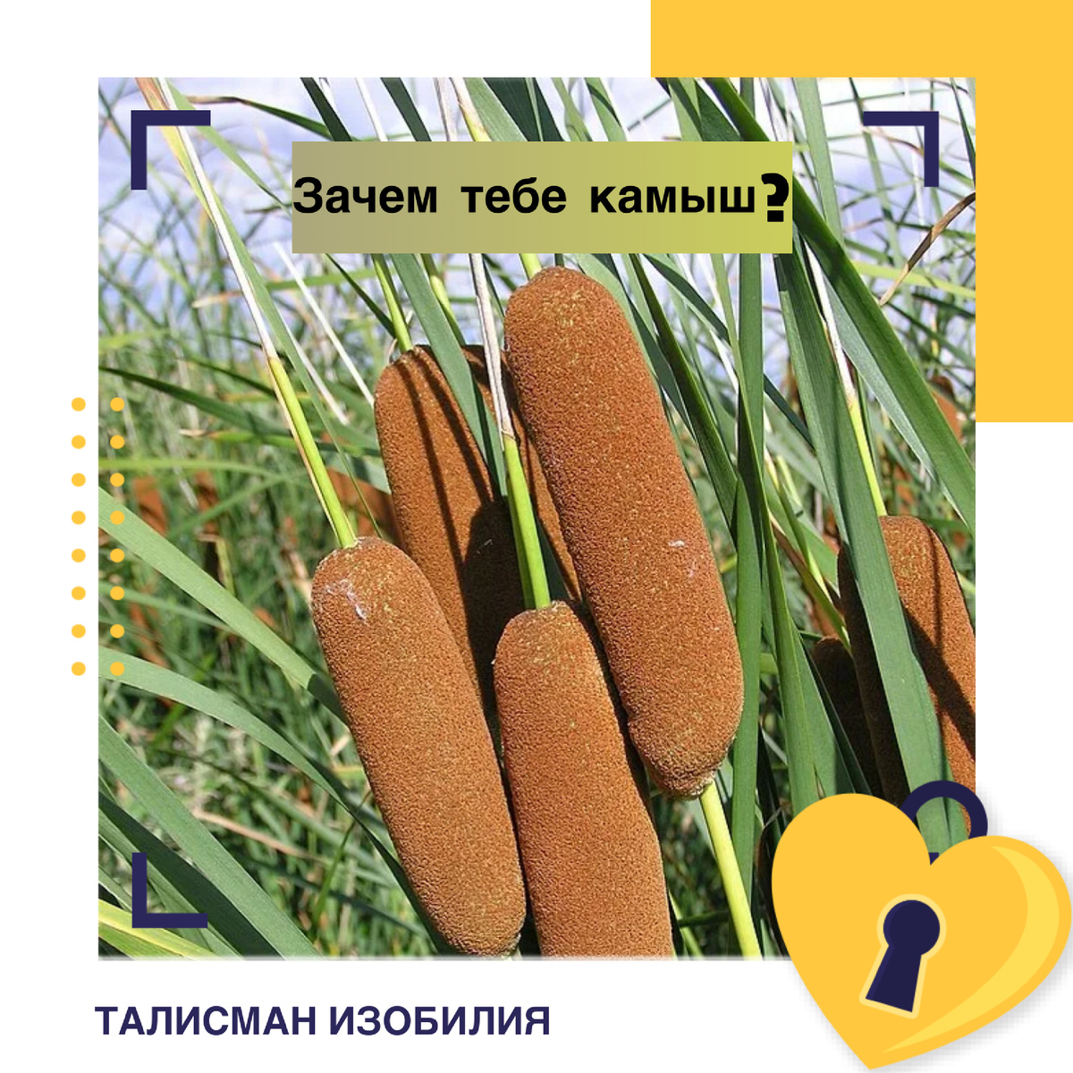 Вся правда о камышах!