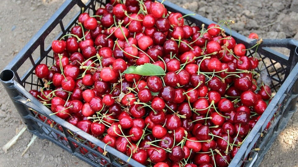 Фото: Пресс-служба администрации Краснодарского края