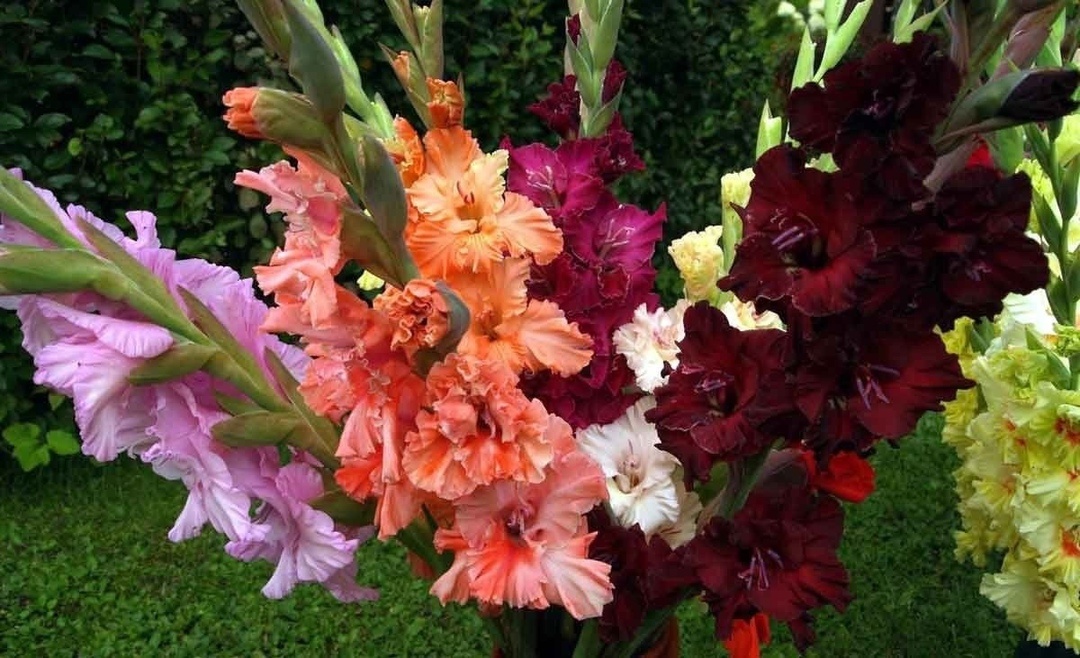 гладиолусы посадка и уход