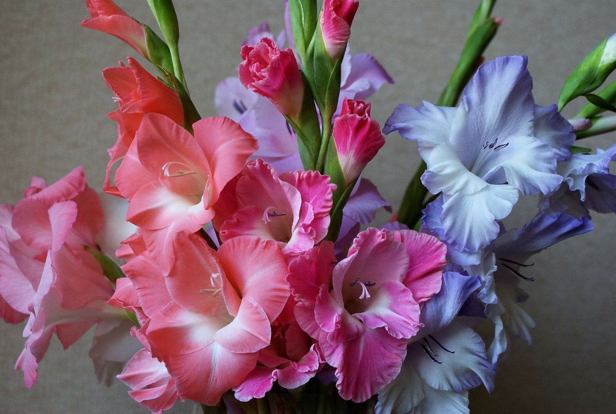 гладиолусы уход в открытом грунте