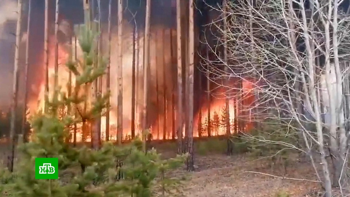    Борьба с огнем: площадь лесных пожаров выросла в нескольких регионах