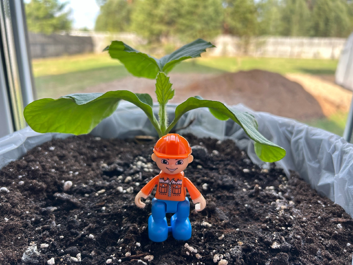 Сеянец-"дочка" от рекорда России из "Аптекарского огорода"