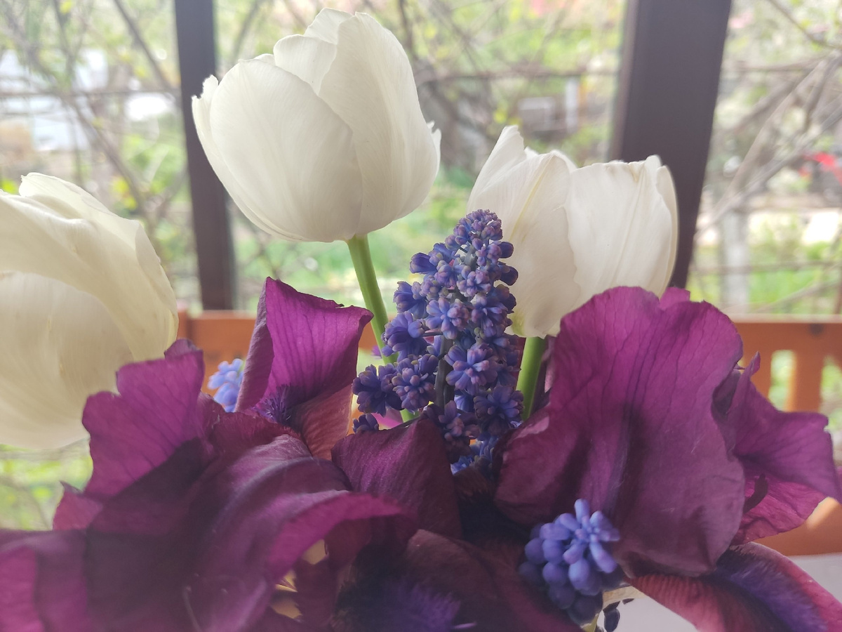 Поздние тюльпаны и ранние ирисы