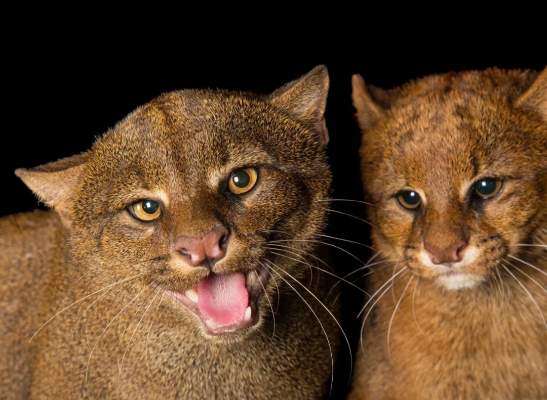 Красавцы ягуарунди. Фото:Pinterest