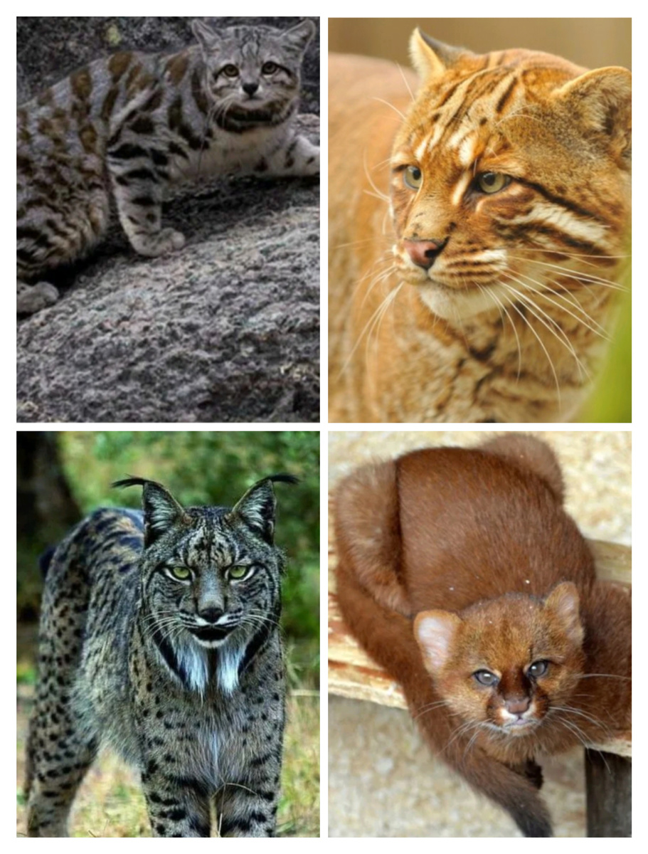 Коллаж из фото с Pinterest